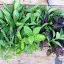 Grow Kit - Basils