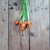 Carota Paris Market