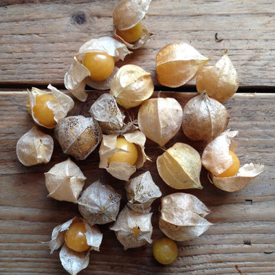 Alkekengi Cape Gooseberry