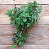 Origano Greco