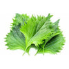 Shiso Miscuglio di foglie verdi e rosse
