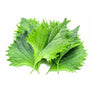 Shiso Red and Green Mix