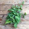 Erba gatta Nepeta