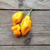 Hot Pepper Lemon Habanero