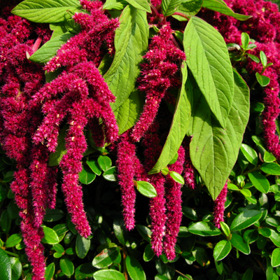 Amaranth Love lies bleeding
