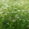 Ladybird’s Shelter Herbs