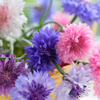 Cornflower Polka Dot Mix