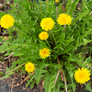 Foraging wild herbs