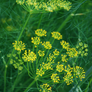 Dill Mammouth Long Island