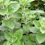 Lesser Calamint