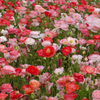 Old Flowers Meadow