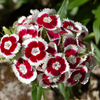 Sweet William Holborn Glory