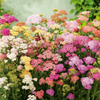 Yarrow Colorado Mix