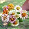 Zinnia Peppermint Stick