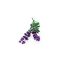 Lavander Munstead Blue