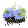 Nigella Cumino Nero
