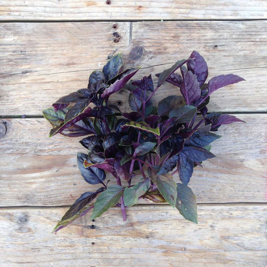 Basil Red Rubin – Piccolo Seeds
