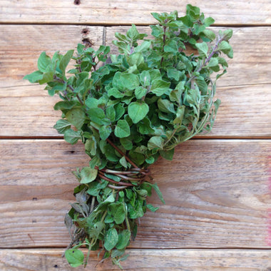 Oregano Greek
