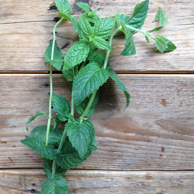 Menta verde Moroccan