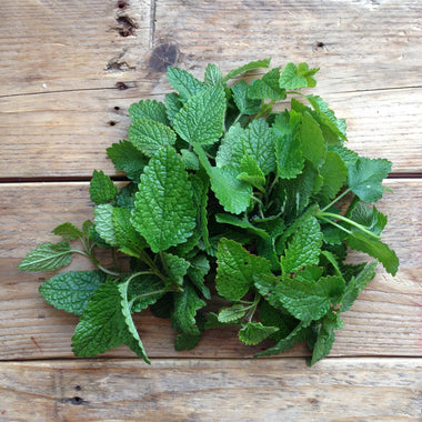 Lemon Balm Quedlinburger Niederliegende