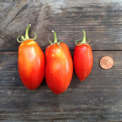 Pomodoro San Marzano nano