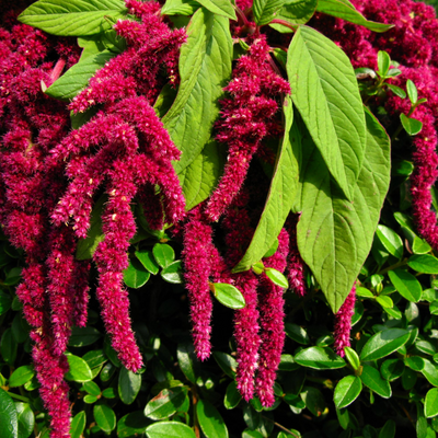 Catnip Plant nepeta Cataria Seeds -  Israel