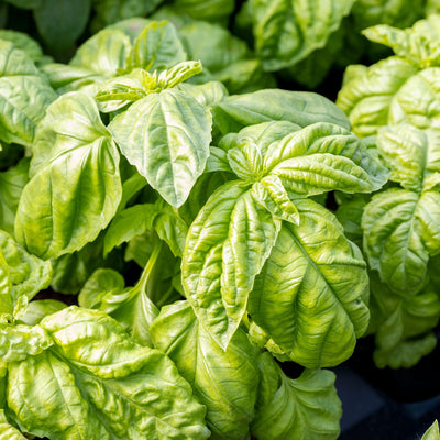 Basil Holy Green Piccolo Seeds