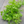 Kitchen Herbs