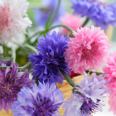 Cornflower Polka Dot Mix