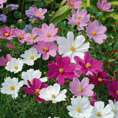 500 Polka Dot Mixed Bachelor Buttons Cornflower Seeds – The