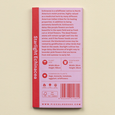 Echinacea Starlight