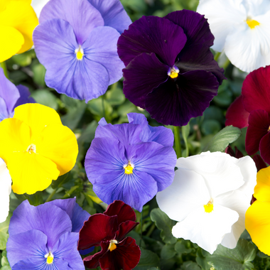 Pansy Clear Crystals Mix