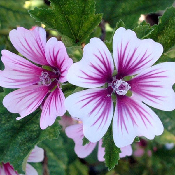 Zebrina Mallow – Piccolo Seeds