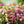 Yarrow Colorado Mix