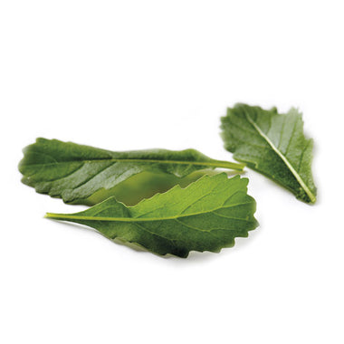 Rocket Wildfire/Wasabi